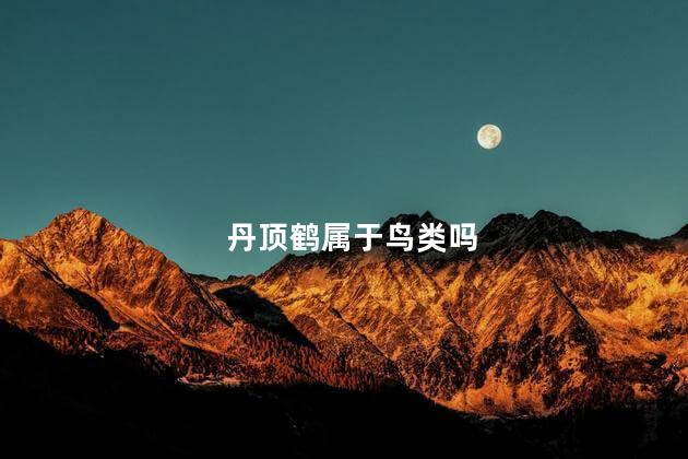 丹顶鹤属于鸟类吗