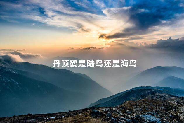 丹顶鹤是陆鸟还是海鸟