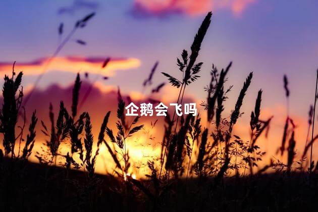企鹅会飞吗