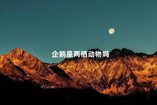 企鹅是两栖动物吗