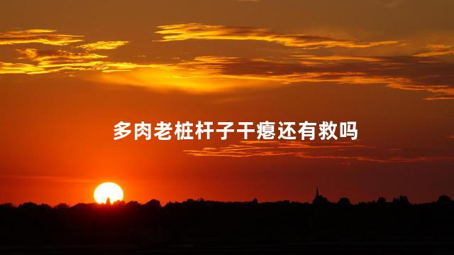 多肉老桩杆子干瘪还有救吗