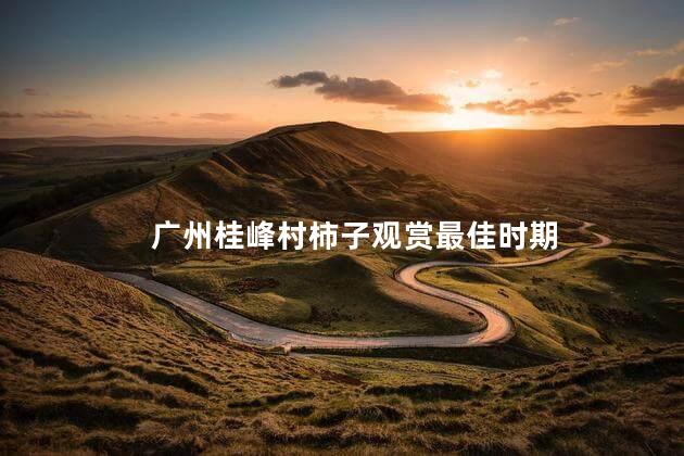 广州桂峰村柿子观赏最佳时期