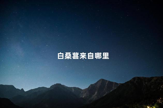 白桑葚来自哪里