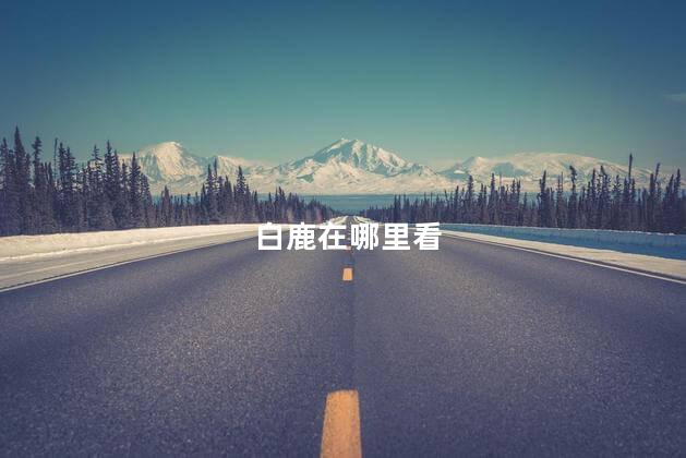 白鹿在哪里看