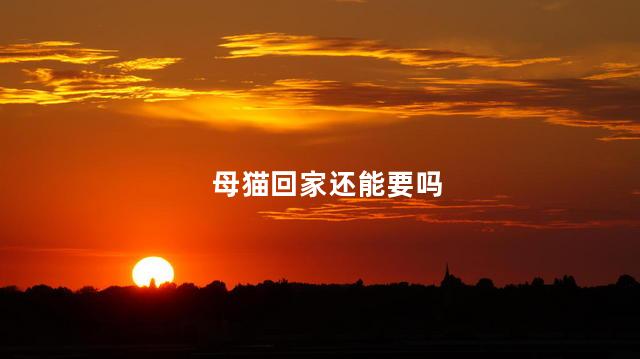 母猫回家还能要吗